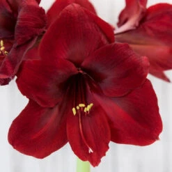 Amaryllis Single Mandela