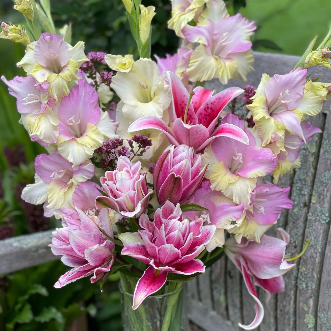 Gladiolus Large Flowering Mon Amour - Image 3