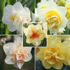 Daffodil Assorted Double Daffodil Collection