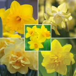 Daffodil Assorted Classic Yellow Collection