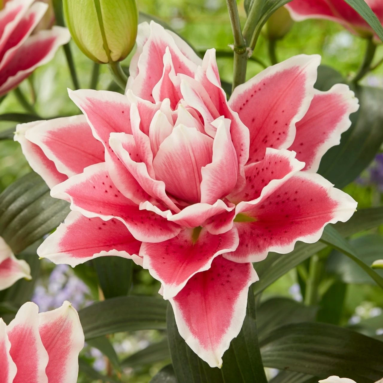 Lily Double Oriental Roselily Samantha