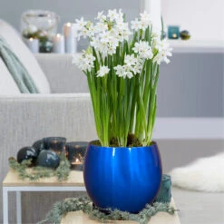 Daffodil Ziva Paperwhites With Globe Pot Growing Kit