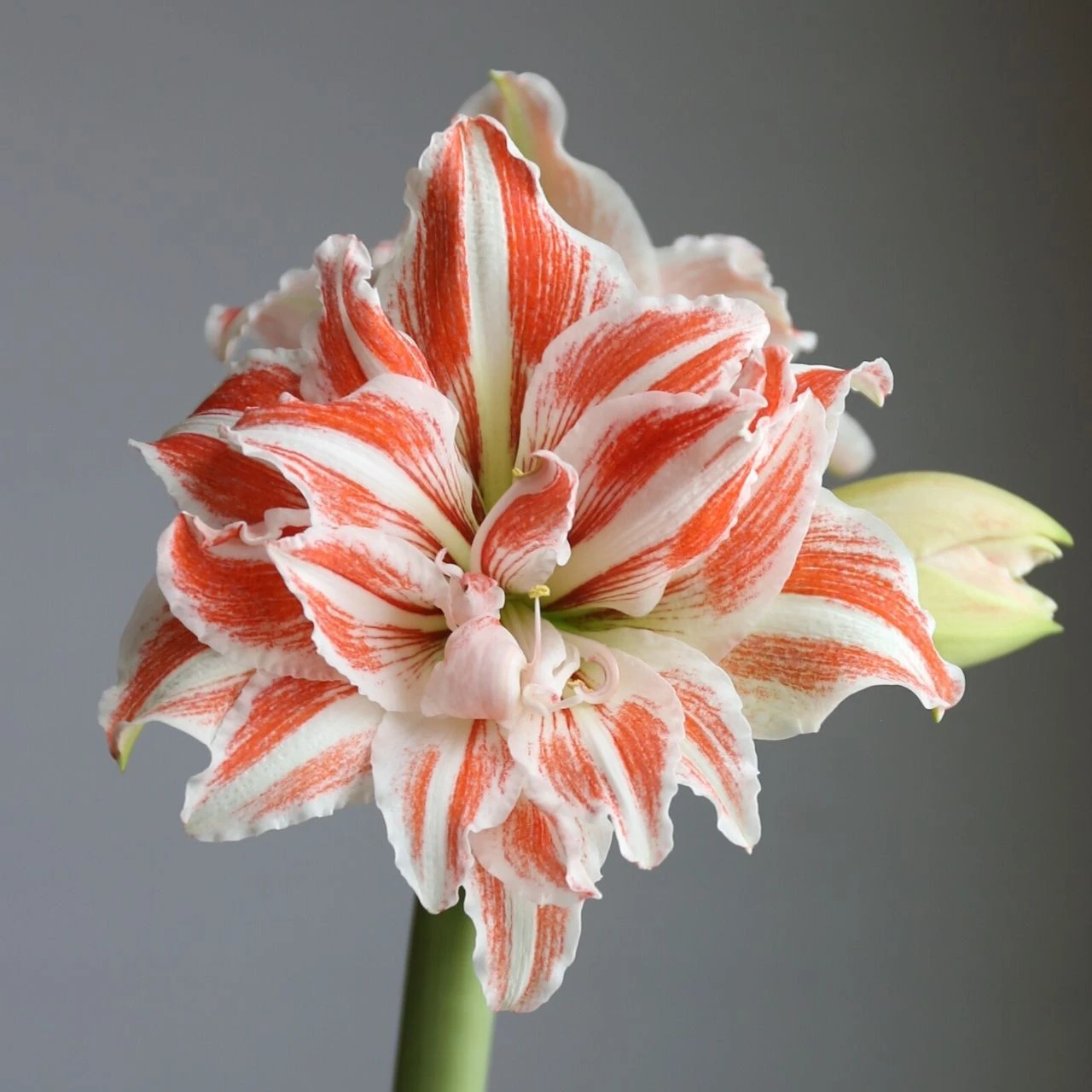 Amaryllis Dancing Queen With Globe Pot Growing Kit - Image 4