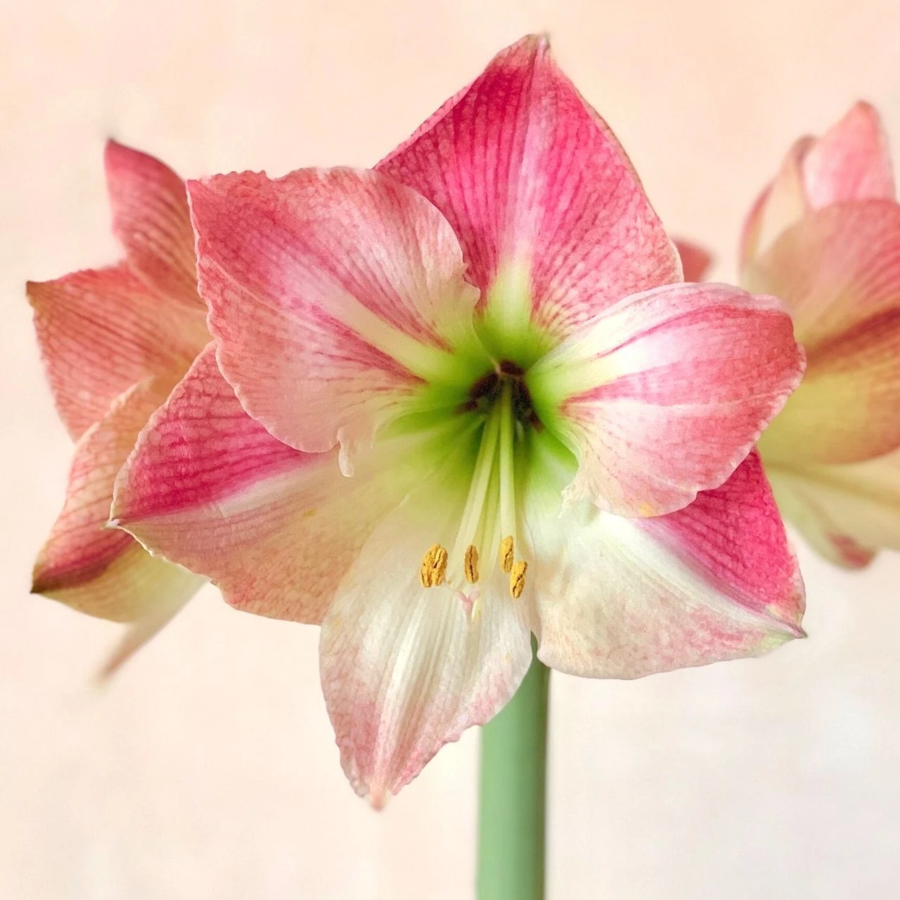 Amaryllis Single Apple Blossom - Image 3