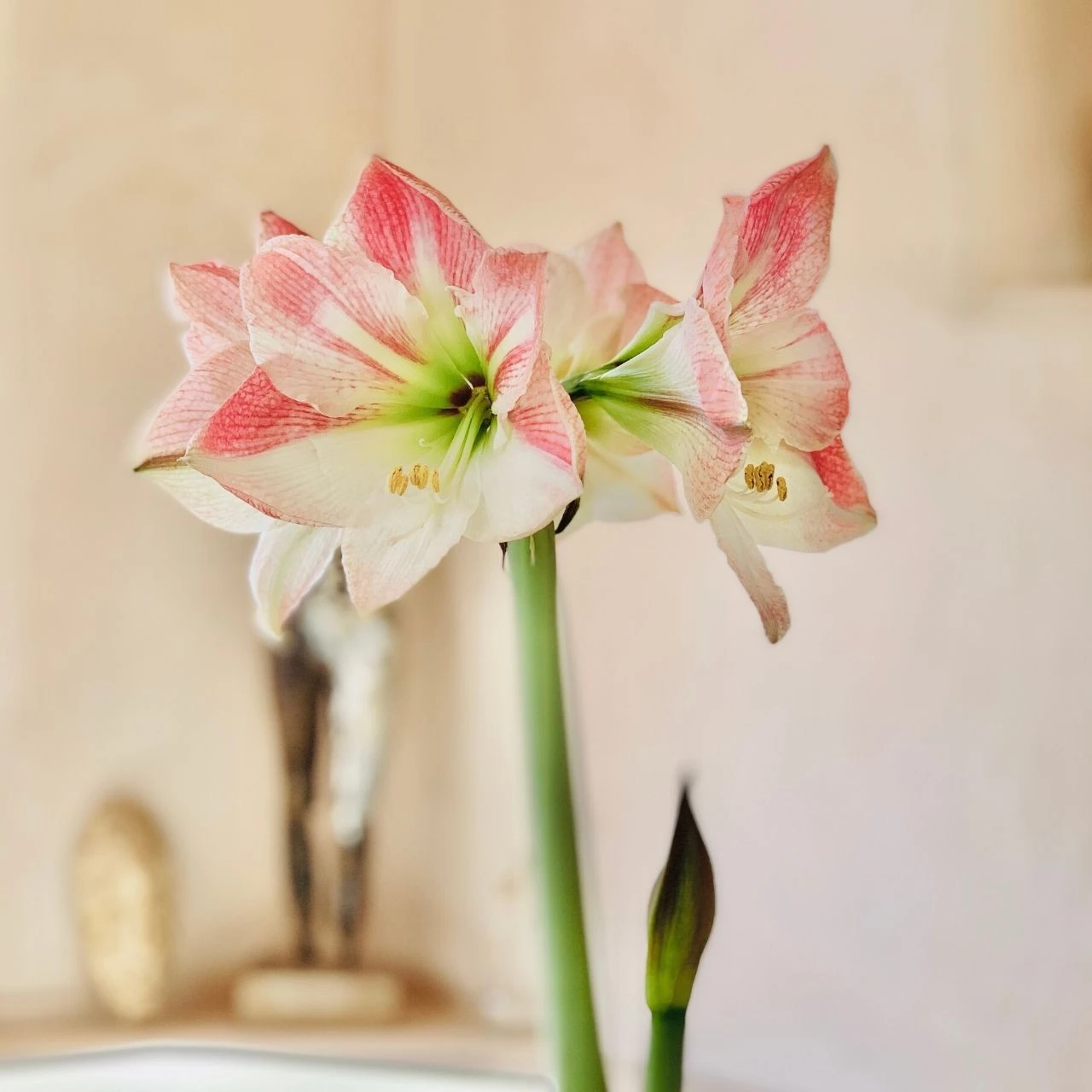 Amaryllis Single Apple Blossom - Image 2