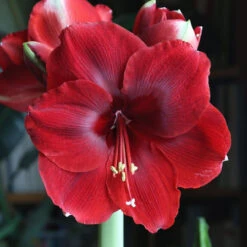 Amaryllis Single Magnum