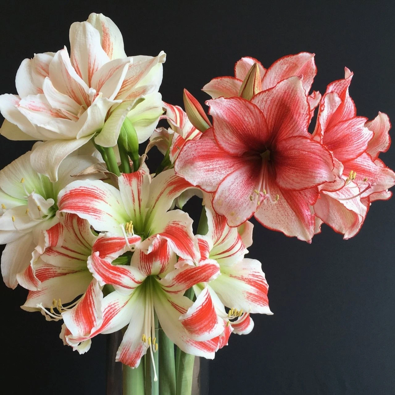 Amaryllis Single Charisma - Image 3