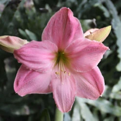 Amaryllis Single Sweet Star