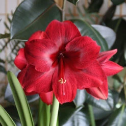 Amaryllis Single Red Pearl