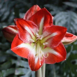 Amaryllis Single Minerva