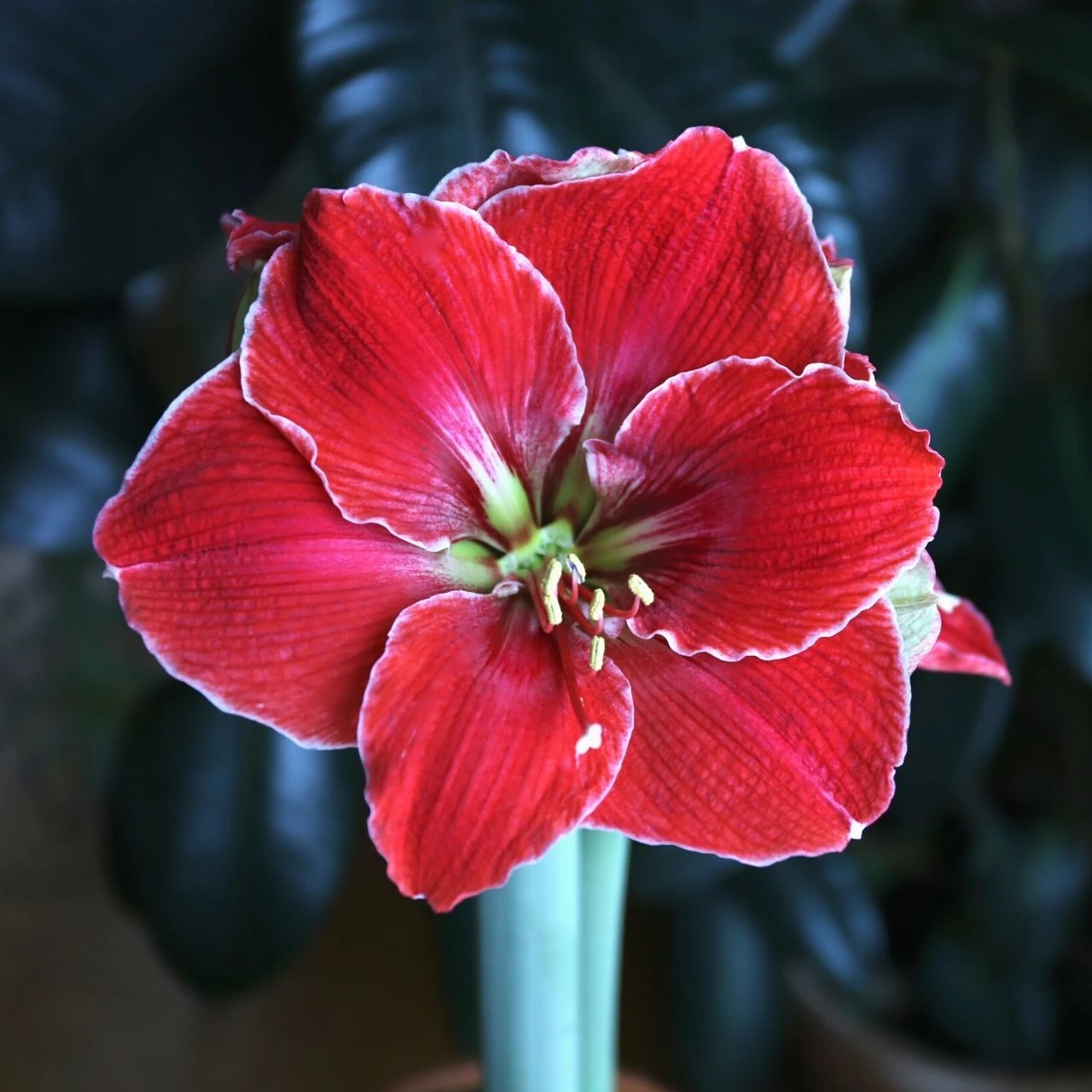 Amaryllis Single Magical Touch - Image 2