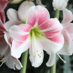 Amaryllis Single Rosy Star