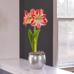 Amaryllis Pierrot With Globe Pot Growing Kit