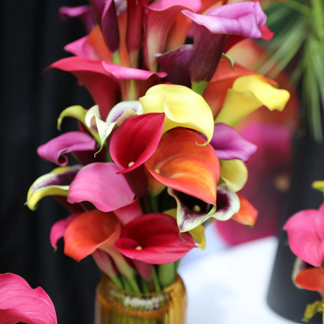 Calla Lily Morning Sun - Image 5