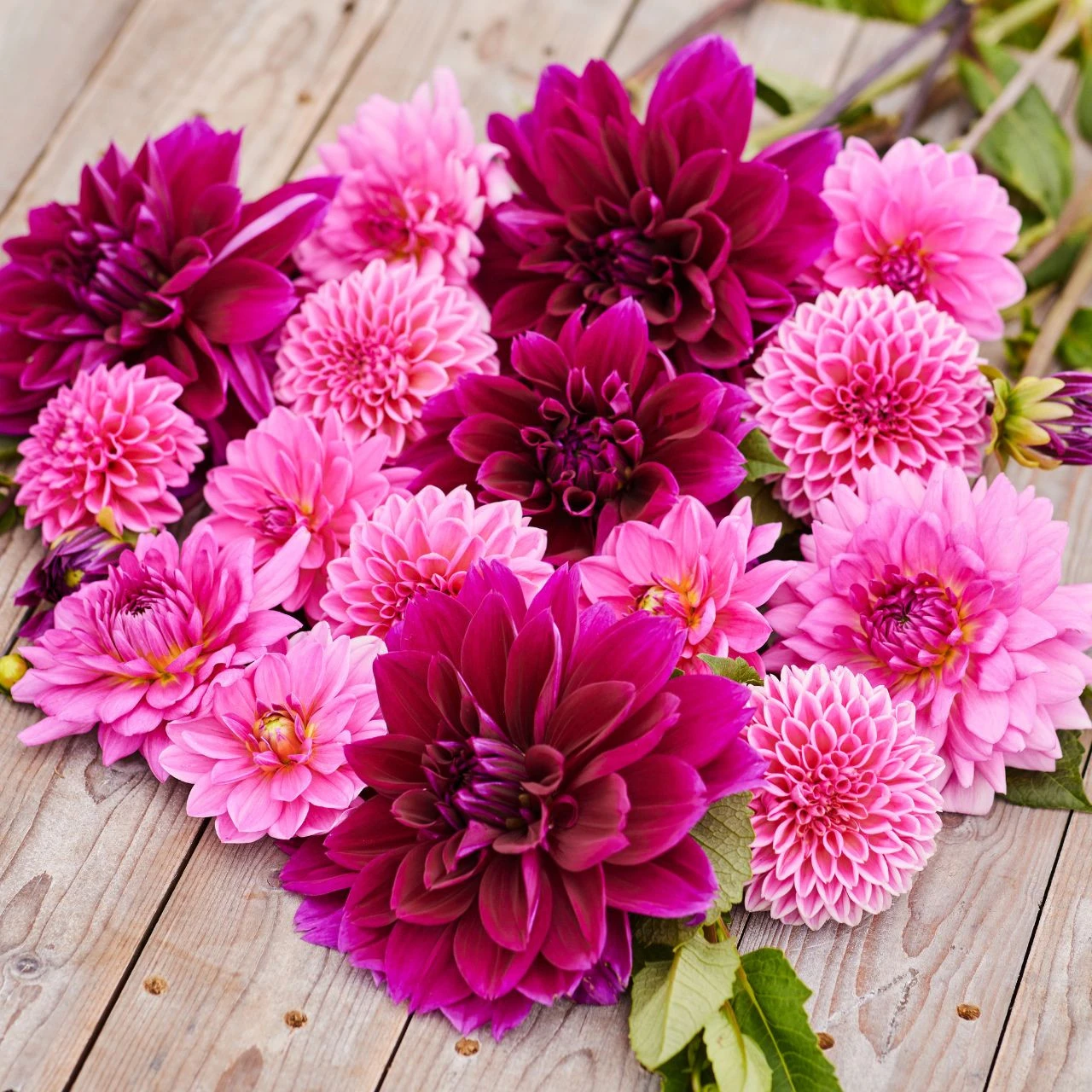 Dahlia Dinnerplate Thomas Edison - Image 5