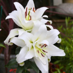 Lily Double Oriental Roselily Ramona