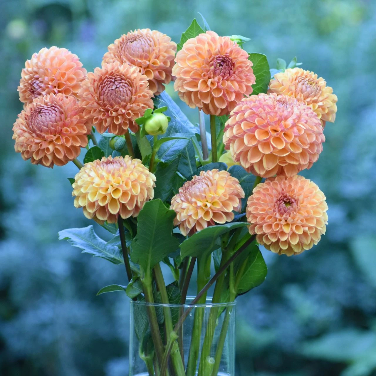 Dahlia Ball Cornel Bronze - Image 4