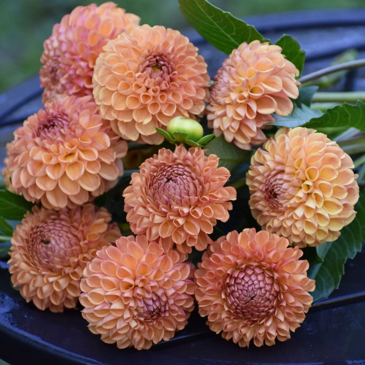 Dahlia Ball Cornel Bronze - Image 6