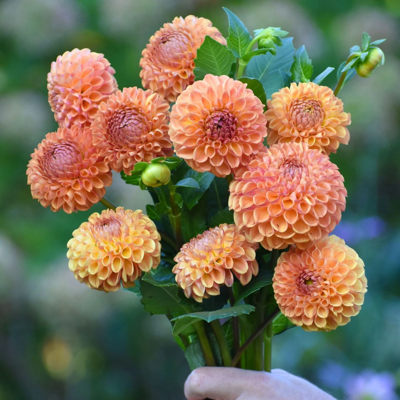 Dahlia Ball Cornel Bronze - Image 2