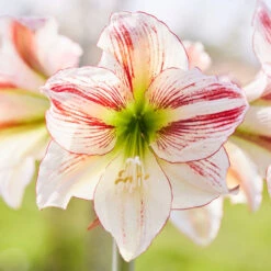 Amaryllis Single Ambiance