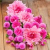 Dahlia Assorted Cherry Crush Collection