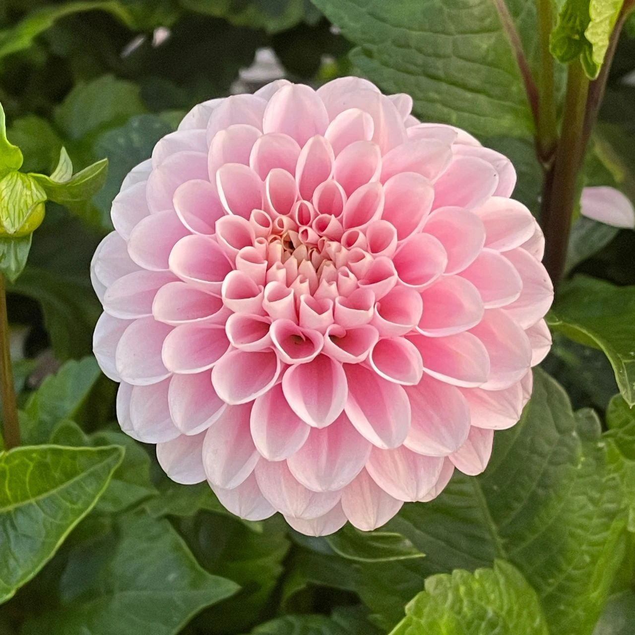 Dahlia PomPon Wizard Of Oz