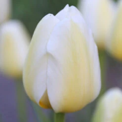 Tulip Triumph Pays Bas