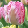 Tulip Silver Parrot