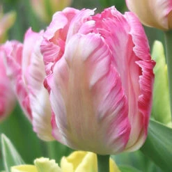 Tulip Silver Parrot