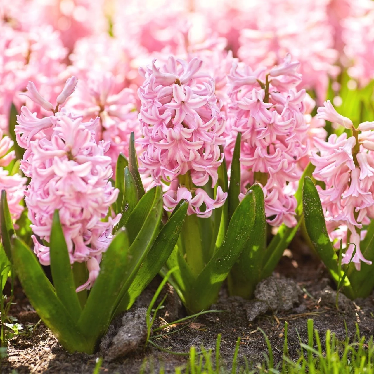 Hyacinth Orientalis Pink Pearl - Image 2