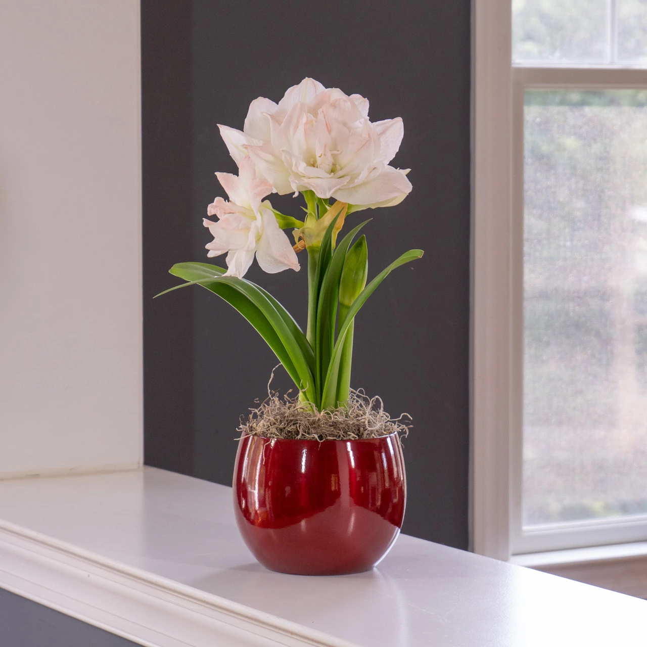 Amaryllis Arctic Nymph With Globe Pot Growing Kit - Image 2