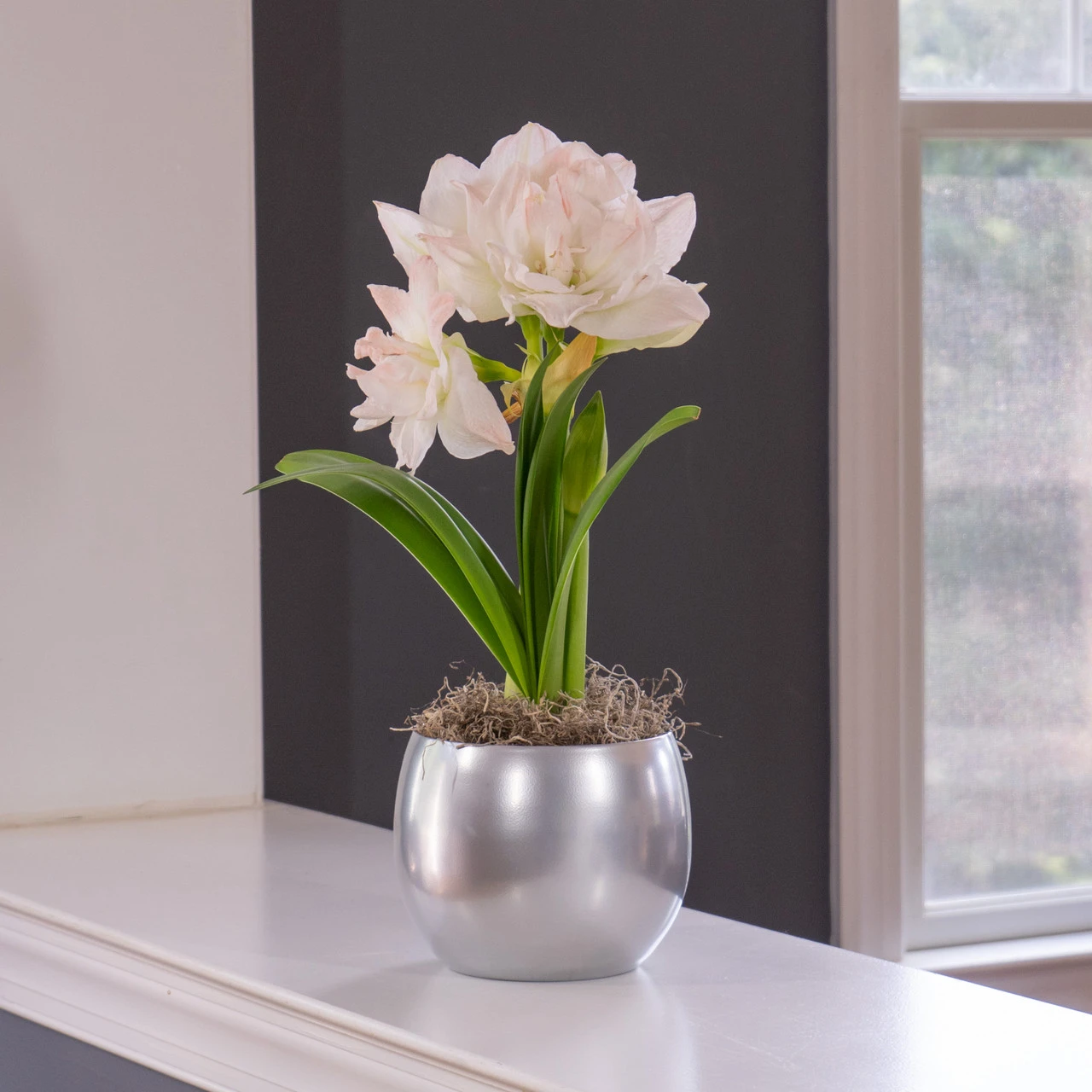 Amaryllis Arctic Nymph With Globe Pot Growing Kit - Image 3