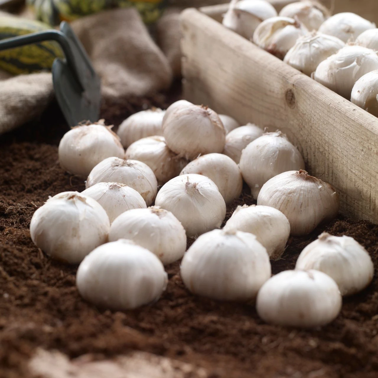 Allium Assorted Purple Sensation & Mount Everest - Image 2