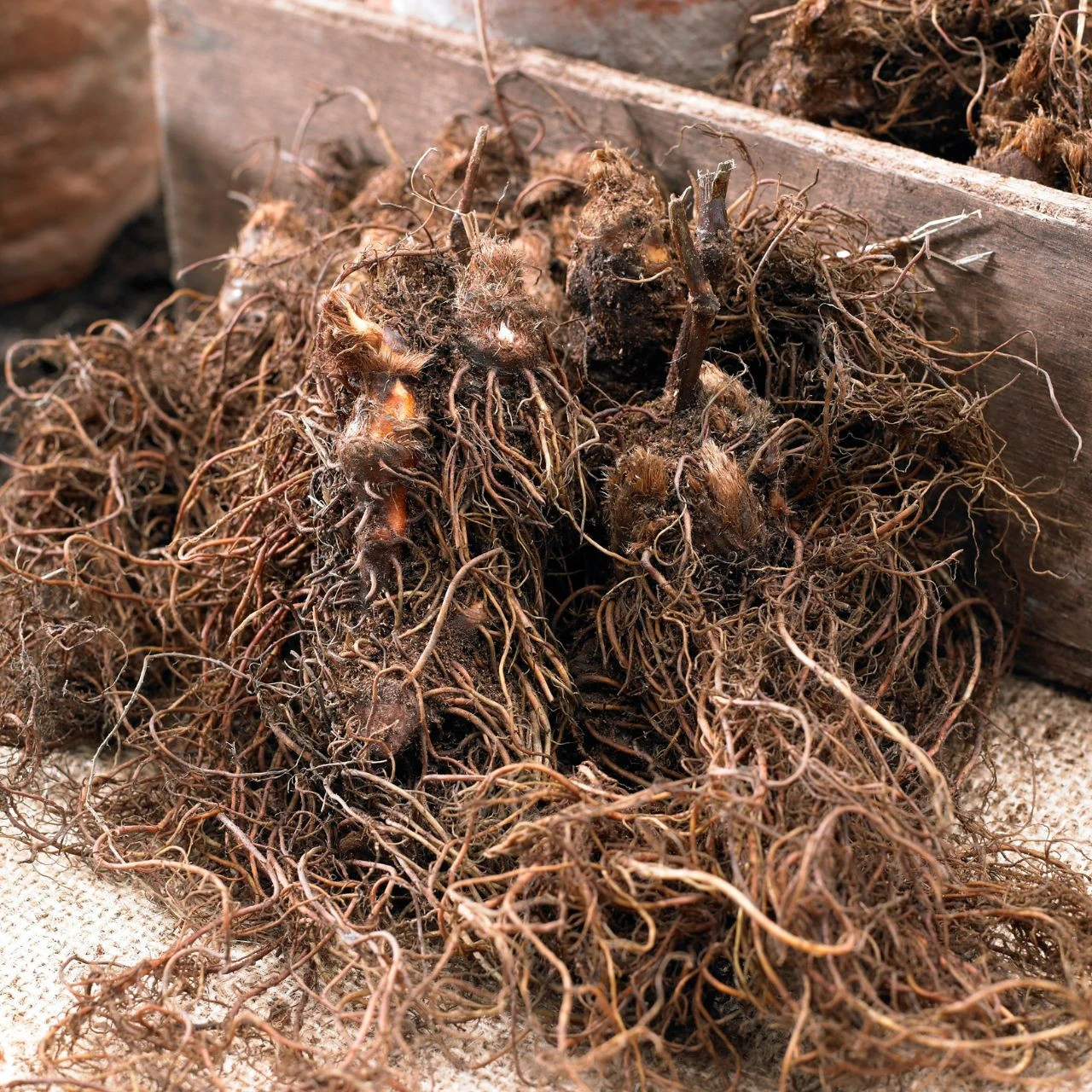 Astilbe Arendsii Color Flash - Image 2