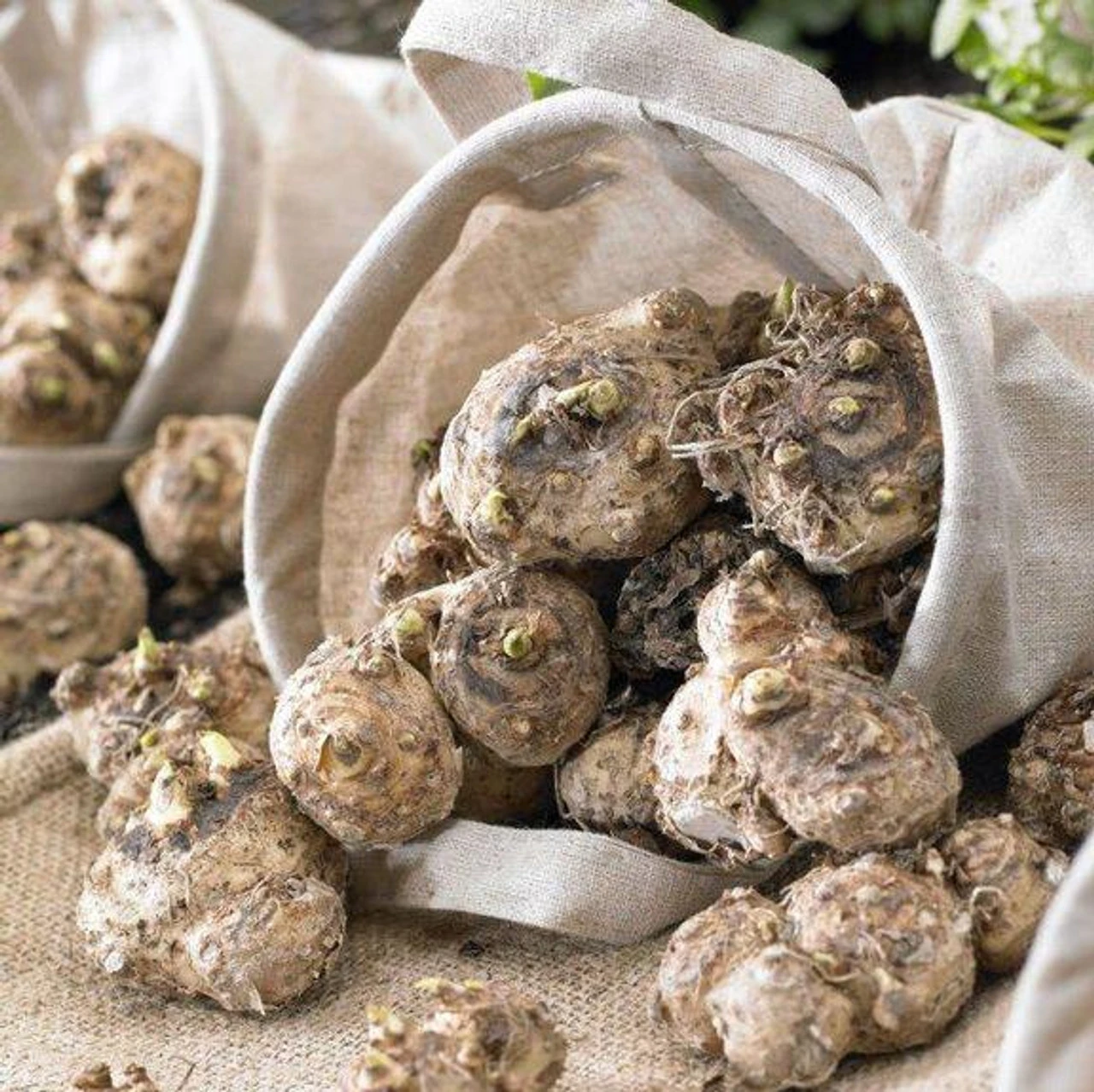 Calla Lily Grape Velvet & Garnet Glow - Image 2