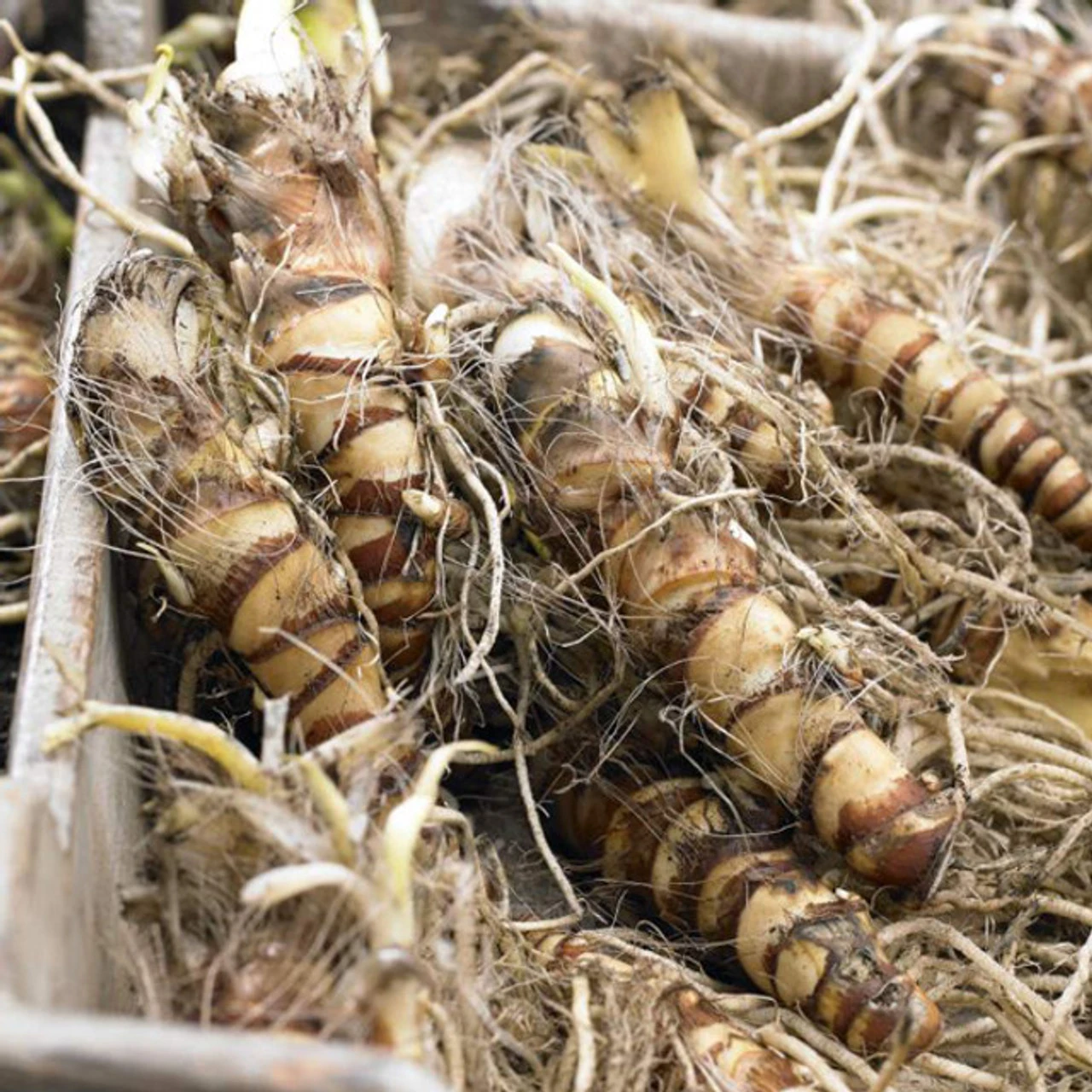 Canna Tall Tropicanna - Image 5
