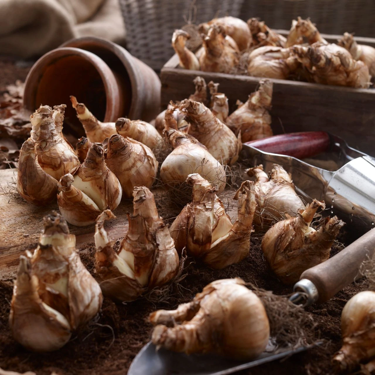 Daffodil Split Corona Cassata - Image 3