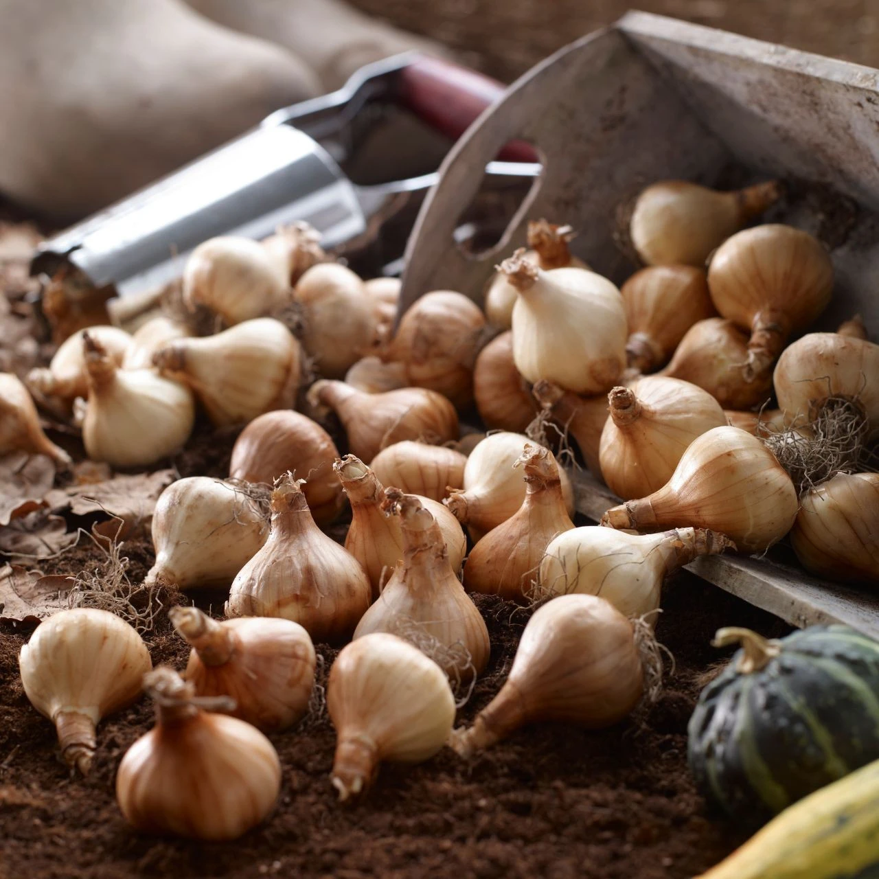 Daffodil Tazetta Minnow - Image 2