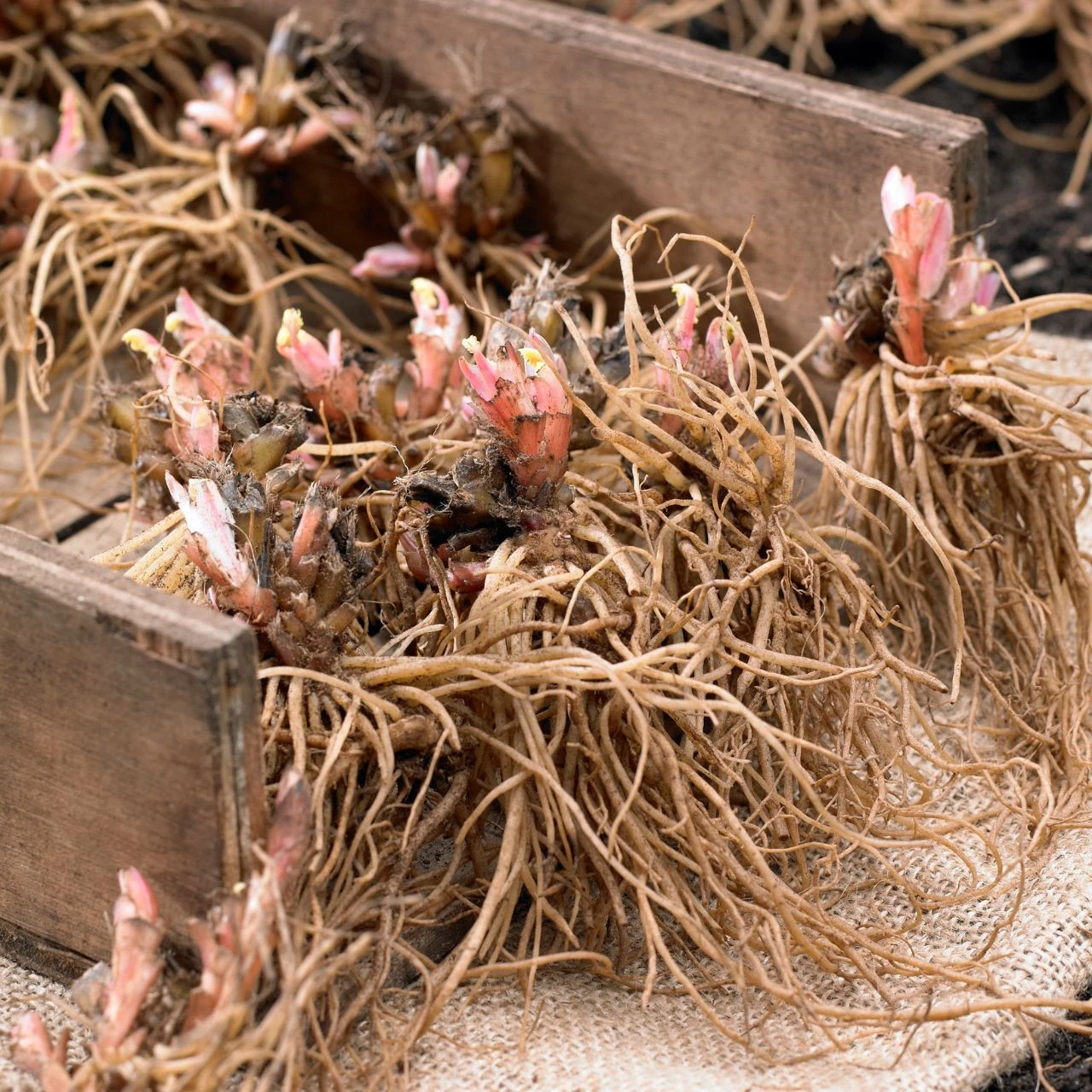 Dicentra Standard Luxuriant - Image 2
