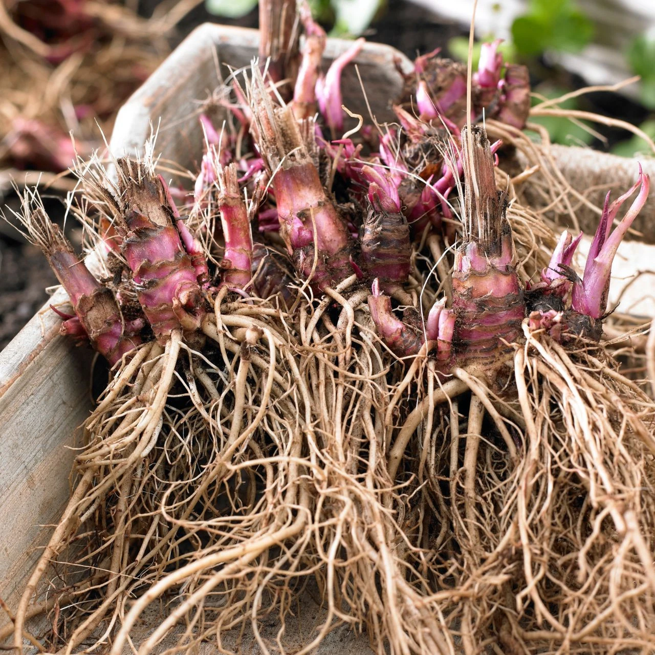 Echinacea Double Decker - Image 2