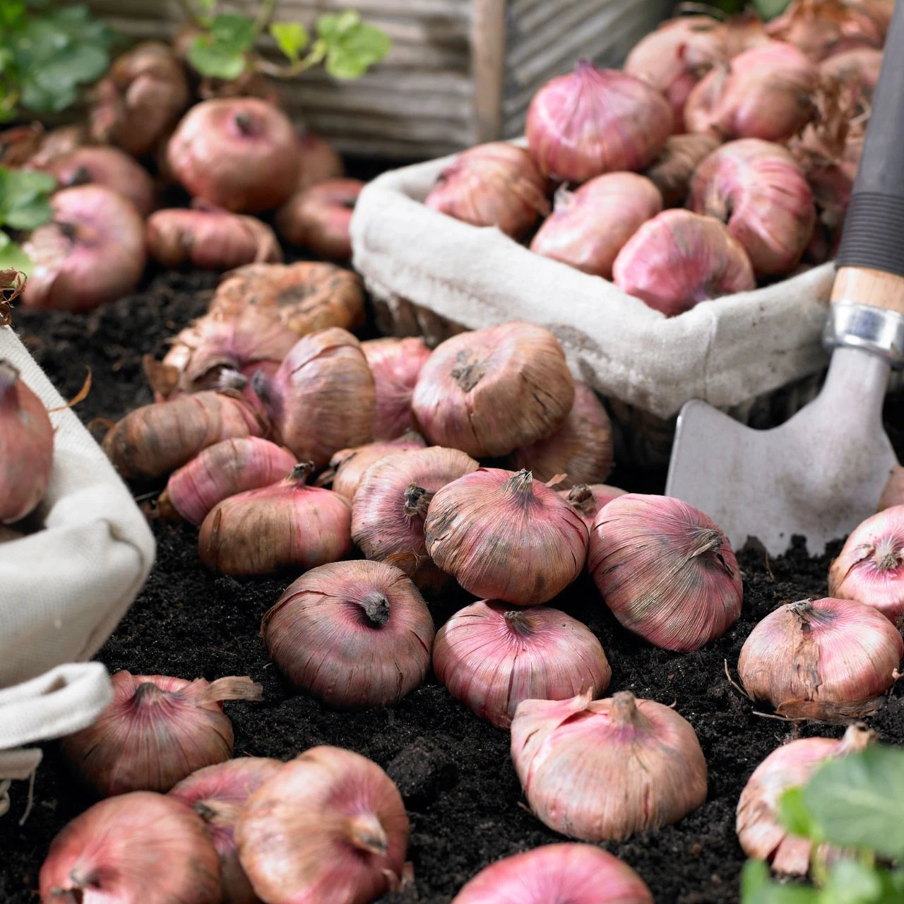 Gladiolus Large Flowering Mon Amour - Image 5