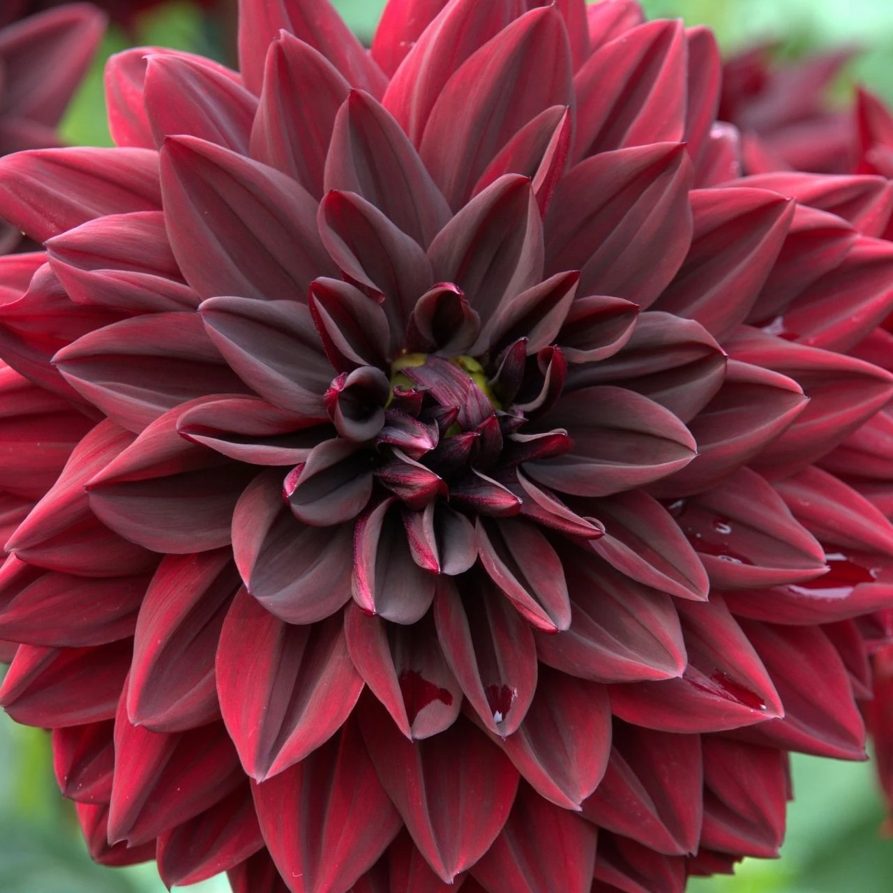 Dahlia Decorative Arabian Night - Image 2
