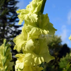 Gladiolus Large Flowering Green Star