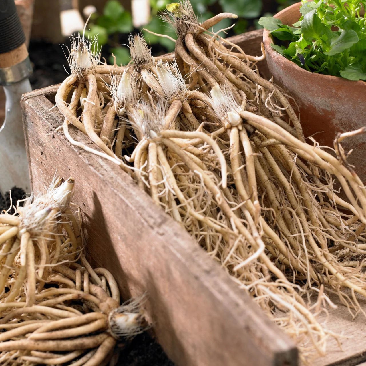 Hosta Large Leaf Bressingham Blue - Image 4