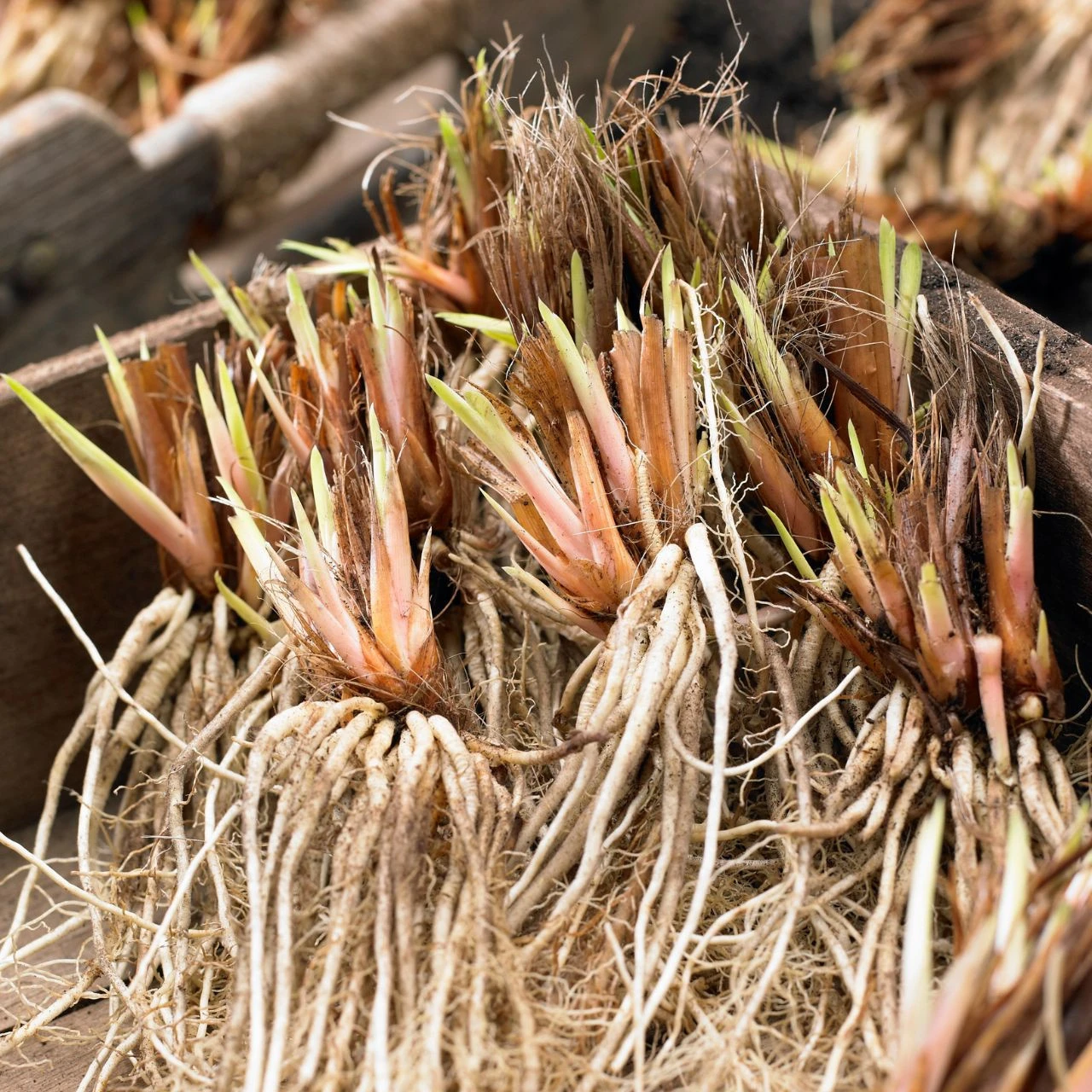 Iris Siberica Purplelicious - Image 2