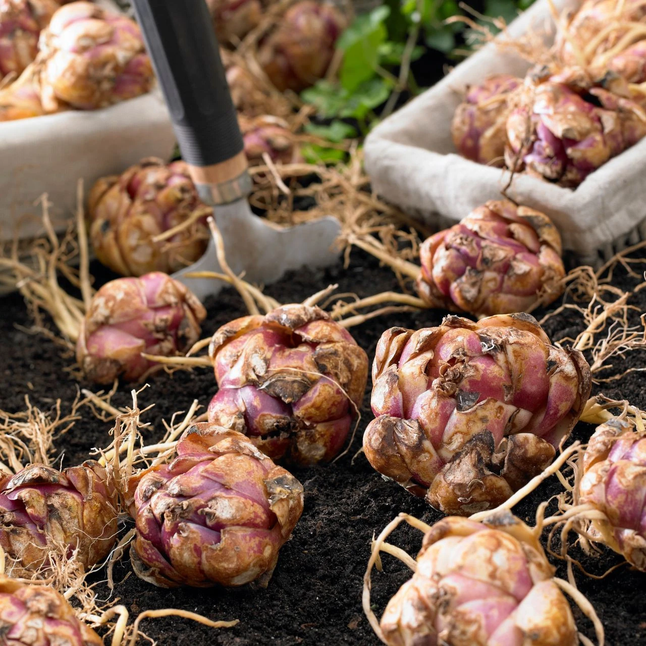 Lily Double Oriental Roselily Editha - Image 4