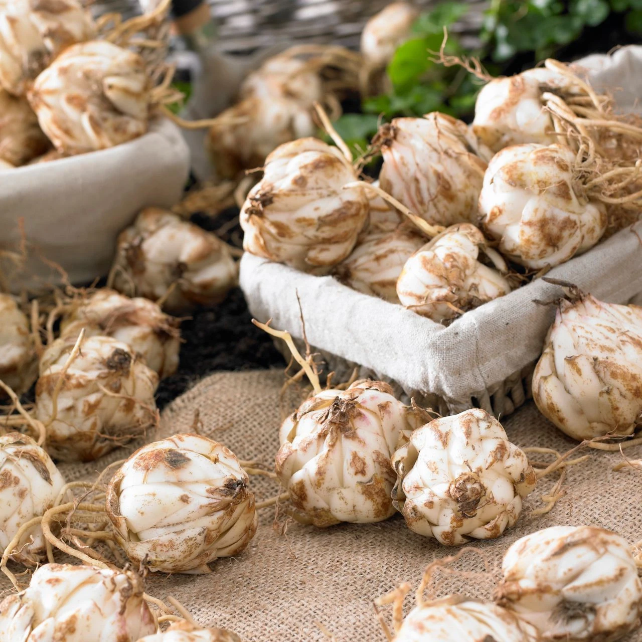 Lily Oriental Trumpet (OT)Eastern Moon - Image 3