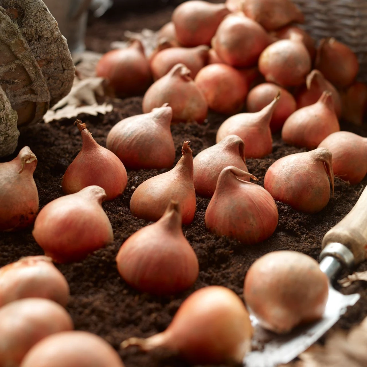 Tulip Double Early Foxy Foxtrot - Image 5